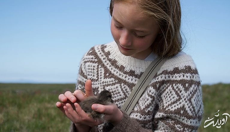 گران‌ترین پر جهان از کجا تهیه می‌شود؟ (+عکس)